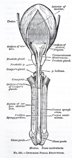 Extensor de pene