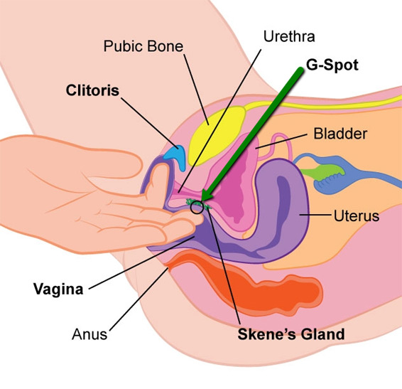 Where is the G Spot How to Have a G Spot Orgasm Through